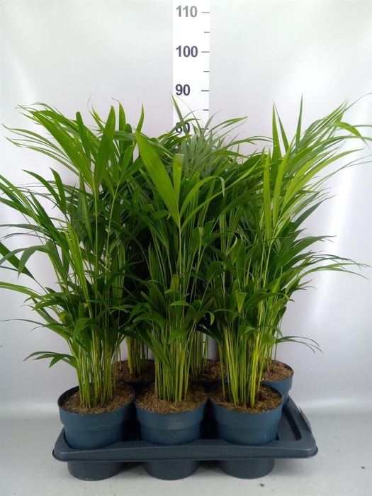 <h4>Dypsis lutescens   ...Chrysalidoca</h4>