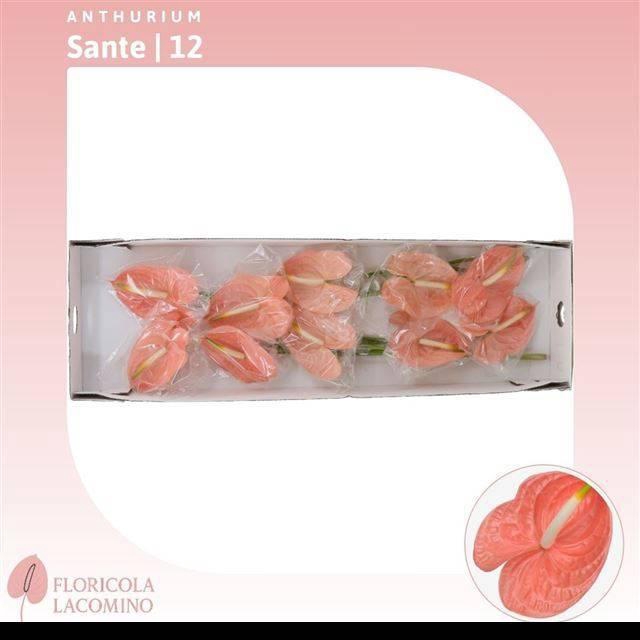 <h4>ANTH A SANTE ROYAL</h4>