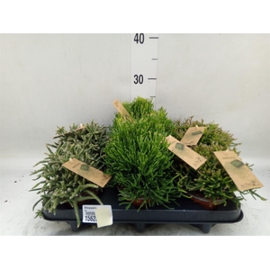 Rhipsalis   ...mix