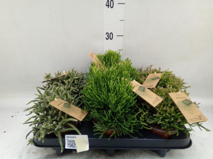 <h4>Rhipsalis ...mix</h4>