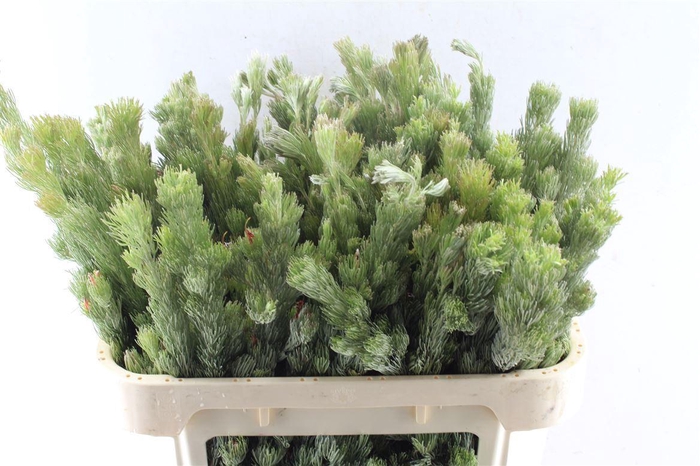 <h4>Kaaps Adenanthos</h4>