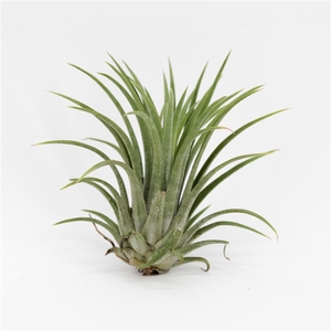 Tillandsia Ionantha Groen