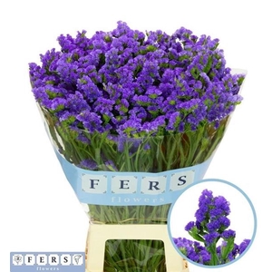 LIM S CRYST DARK BLU