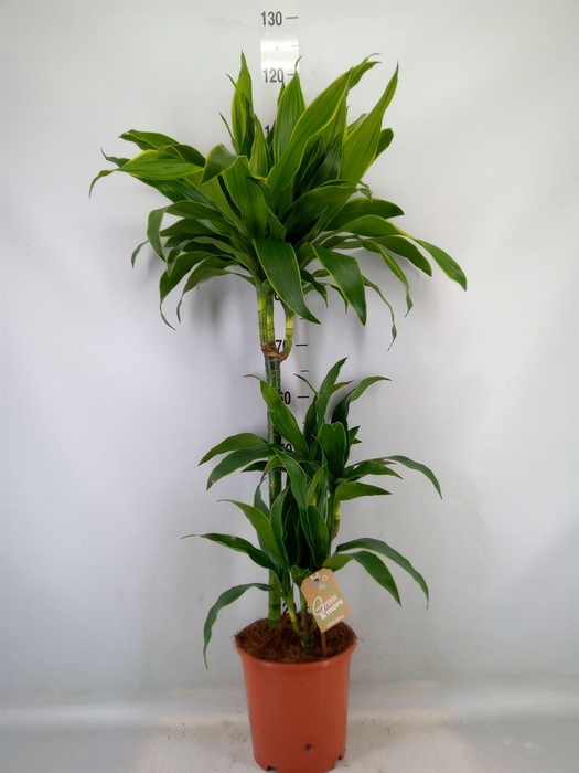 <h4>Dracaena fr de 'Art'</h4>