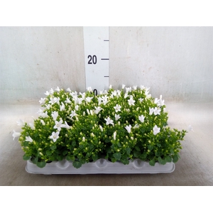 Campanula porten. 'Get Mee White'