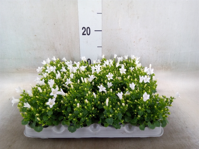 <h4>Campanula porten. 'Get Mee White'</h4>