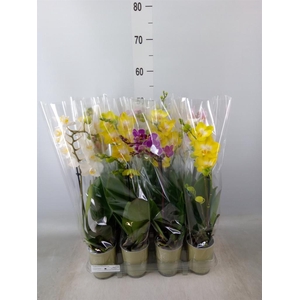 Phalaenopsis   ...mix