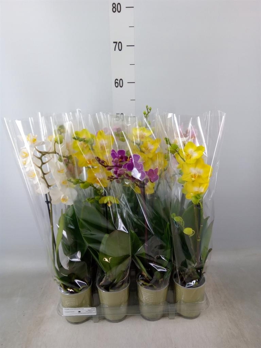 <h4>Phalaenopsis   ...mix</h4>