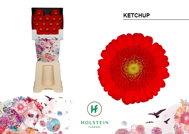 <h4>GE MI Ketchup diamond x80</h4>