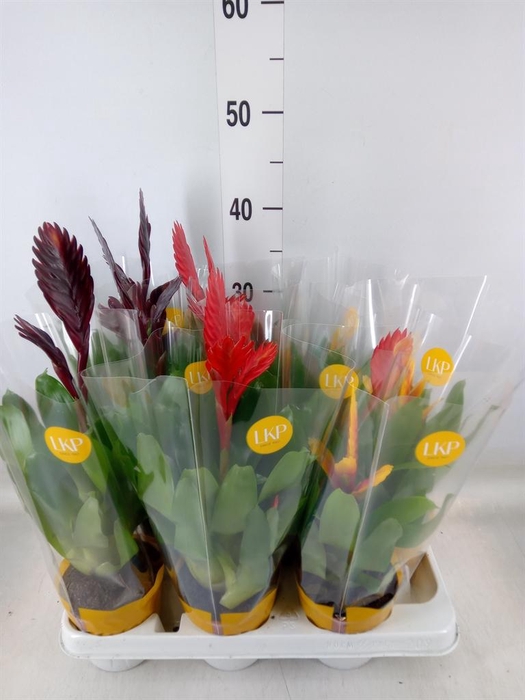 <h4>Vriesea   ...mix</h4>