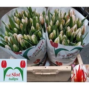 TU EN HAPPY GENERATI