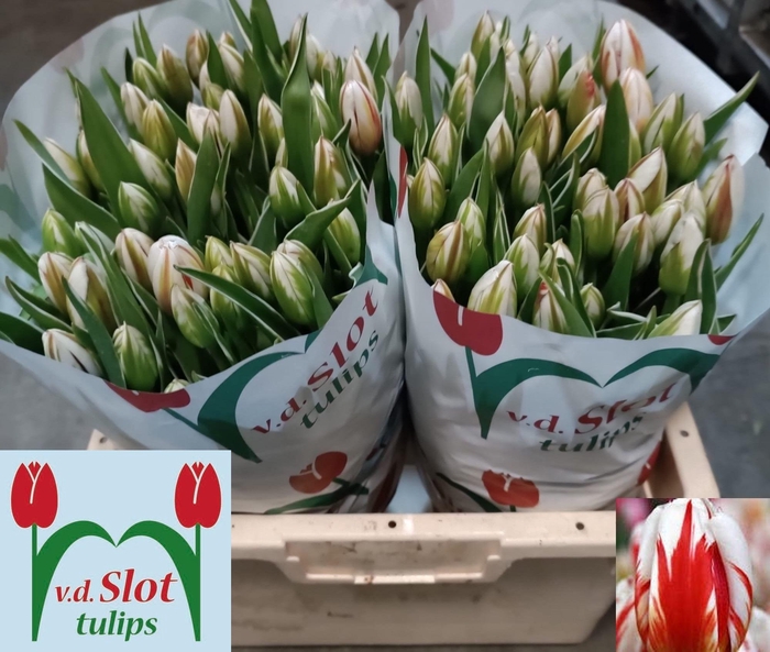 <h4>TU EN HAPPY GENERATI</h4>