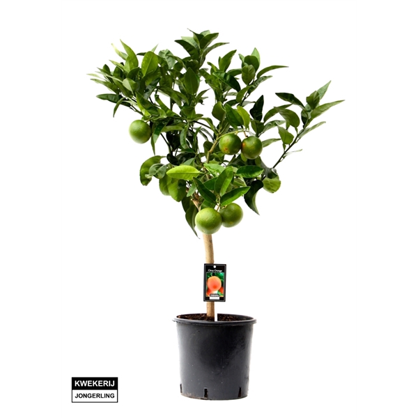 <h4>Citrus Orange</h4>