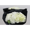 Hydrangea Premium White