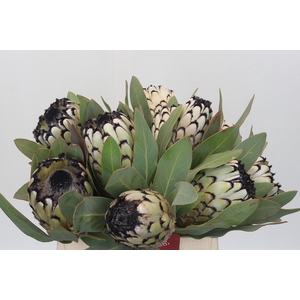 Protea Barbigera Snow Leopard
