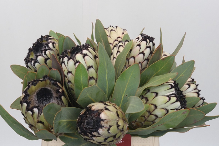 <h4>Protea Barbigera Snow Leopard</h4>