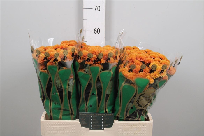 <h4>Chr S Pluto</h4>