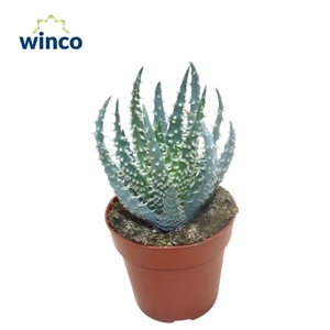 Aloe Humilis