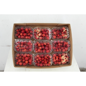 MALUS RED SENTIN IN BOX+TOP