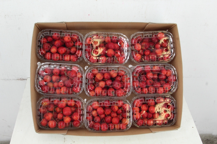 <h4>MALUS RED SENTIN IN BOX+TOP</h4>