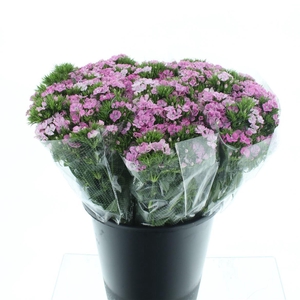 Di Barb Amazon Pink Super