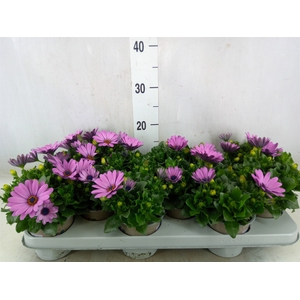 Osteospermum  'Margarita Lilac'
