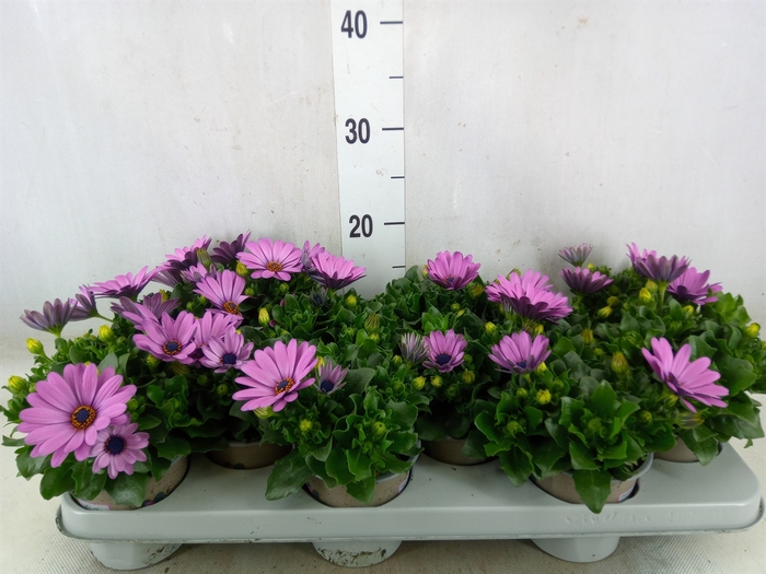 <h4>Osteospermum  'Margarita Lilac'</h4>