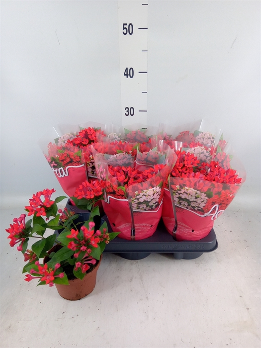 <h4>Bouvardia  'Amora Anna'</h4>