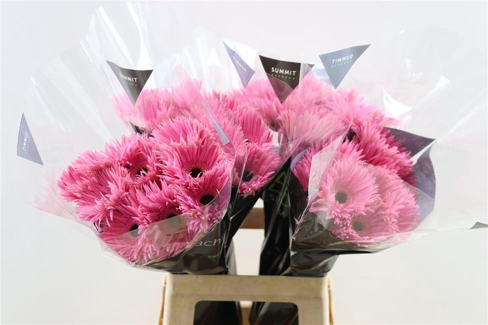 <h4>Ge Gr Spi Amazing</h4>