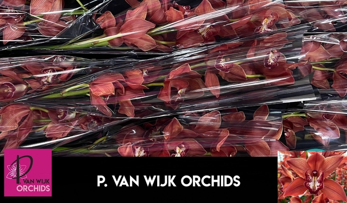 <h4>CYMB T FREDERICKA</h4>