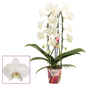 Phalaenopsis cascade 2 tak wit (Scenza)