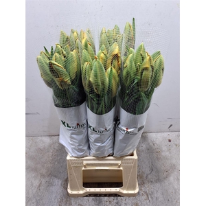 Tu Pa Avignon Parrot