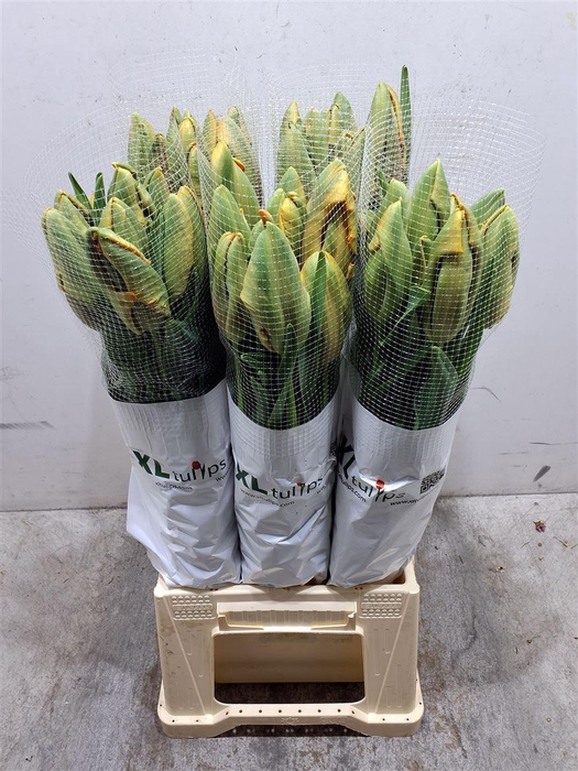 <h4>Tu Pa Avignon Parrot</h4>