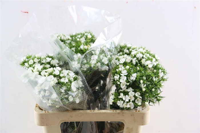 <h4>Di Barb Breanthus Hera Wite</h4>