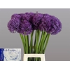 Allium Globemaster