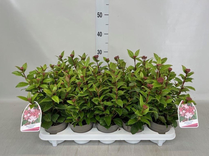 <h4>Viburnum tinus</h4>