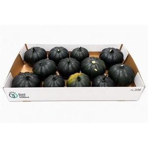 CUCURBITA PEPO