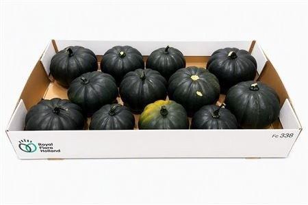 <h4>CUCURBITA PEPO</h4>