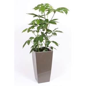 Schefflera Amate in Piza pot 