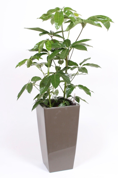 <h4>Schefflera Amate in Piza pot "taupe"</h4>