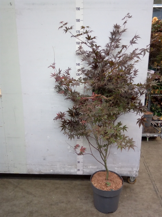 <h4>Acer palmatum 'Bloodgood'</h4>