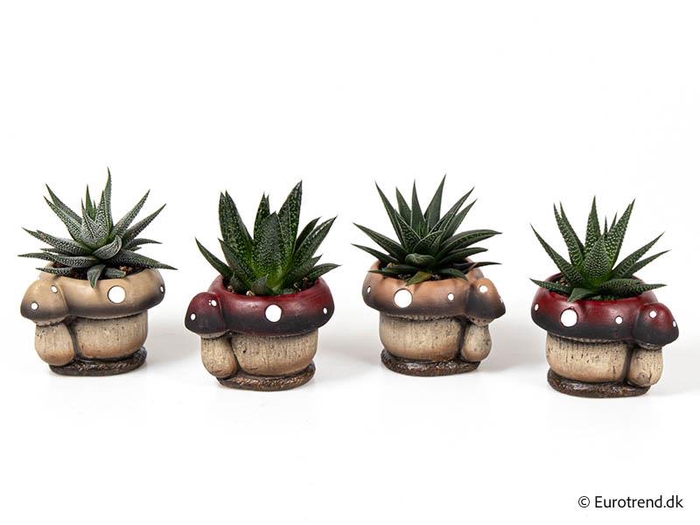 E 3117 met Haworthia mix 6 cm