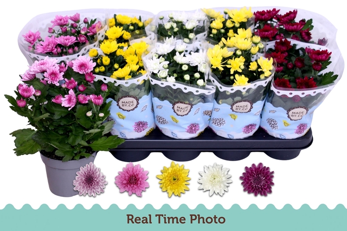 <h4>CHRYS GEVULDBL GEM</h4>