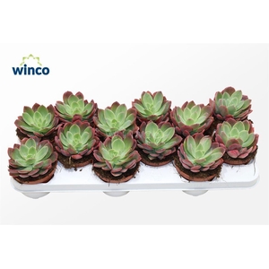 Echeveria Luella (red)