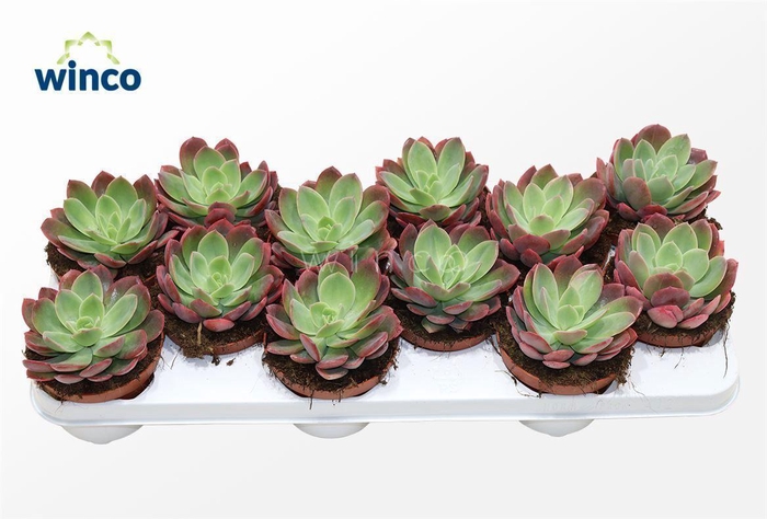 <h4>Echeveria Luella (red)</h4>