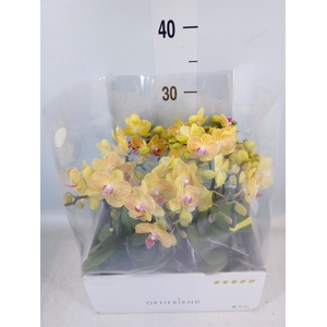 Phalaenopsis multi.   ...yellow