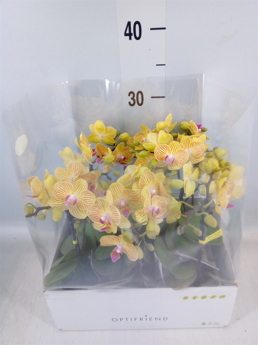 <h4>Phalaenopsis multi.   ...yellow</h4>