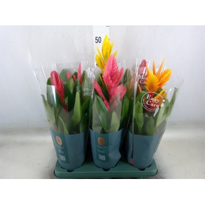 Vriesea   ...mix