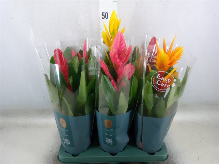 <h4>Vriesea   ...mix</h4>