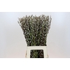 Salix Caprea Snow Flake Premium